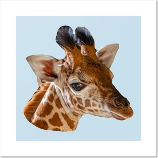 Young Giraffe Posters and Art